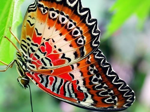 Photo:  Malay Lacewing